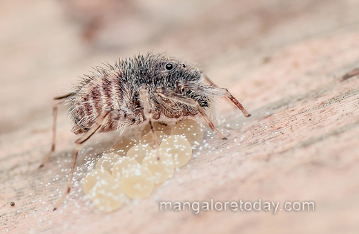 An ultra rare spider genus Neobrettus